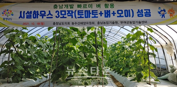 충남 부여군에 위치한 시설하우스 농가가 빠르미 시험재배 후 식재한 오이를 최근 수확하고 있다. 이 농가는 지난 5월까지 토마토를 재배한 뒤, 같은 달 25일 빠르미를 이앙해 84일 만인 8월 17일 수확을 마쳤다.