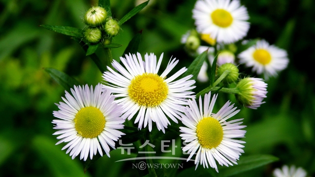 개망초