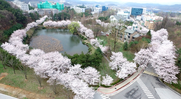 ‘놀러와요, 호서의 숲’ 벚꽃축제