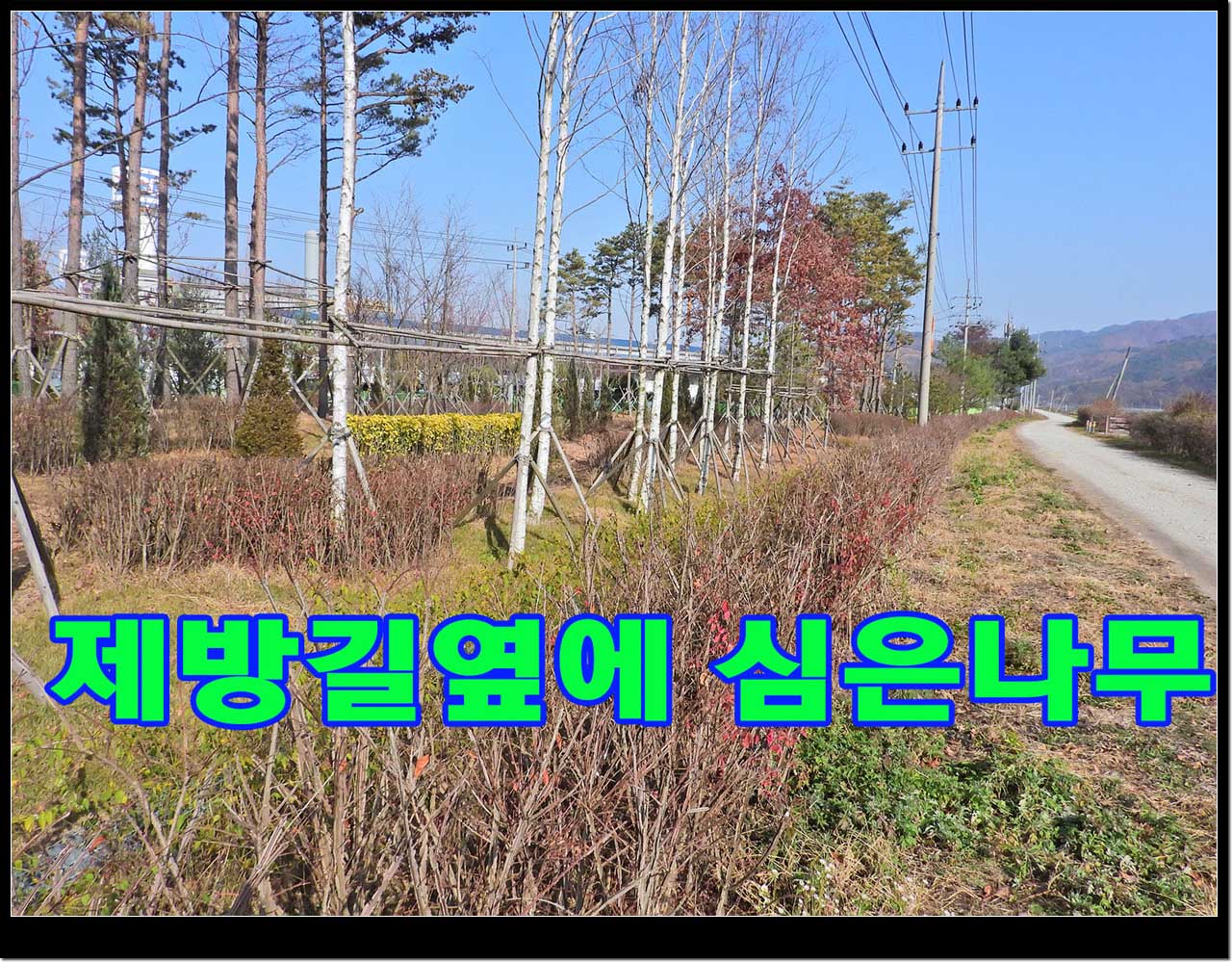 미세먼지 저감나무숲의 자료사진