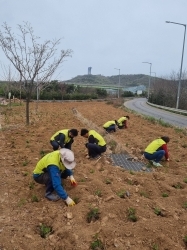 금산꽃밭 구절초