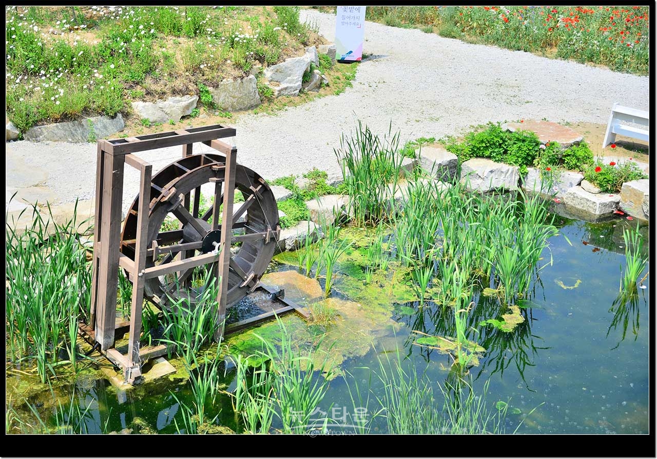 용수골 꽃양귀비축제장