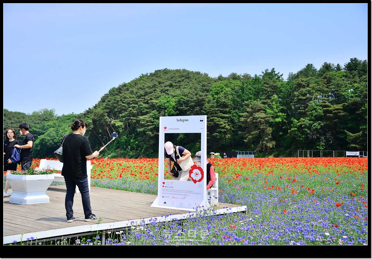 용수골 꽃양귀비축제장
