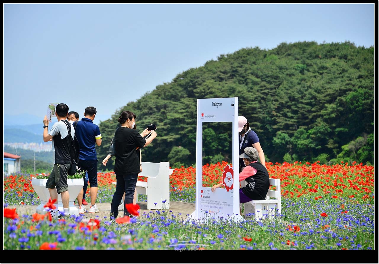 용수골 꽃양귀비축제장