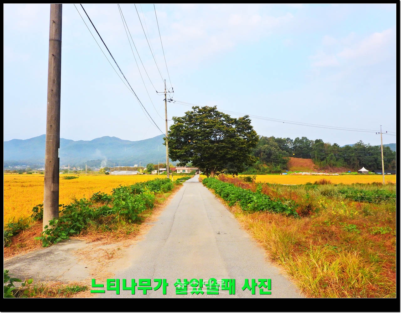 살아있을때 느티나무
