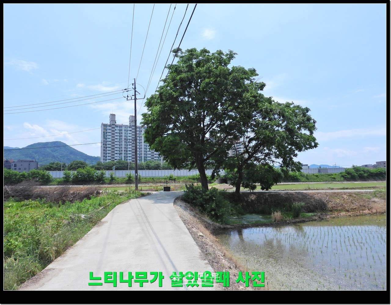 살아있을때 느티나무