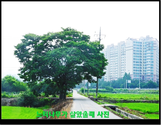 살아있을때 느티나무