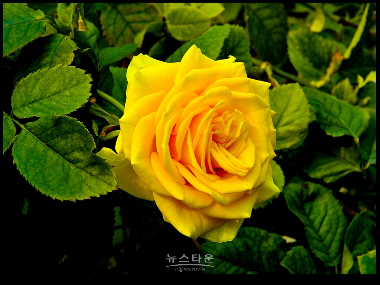 아름다운 여름장미