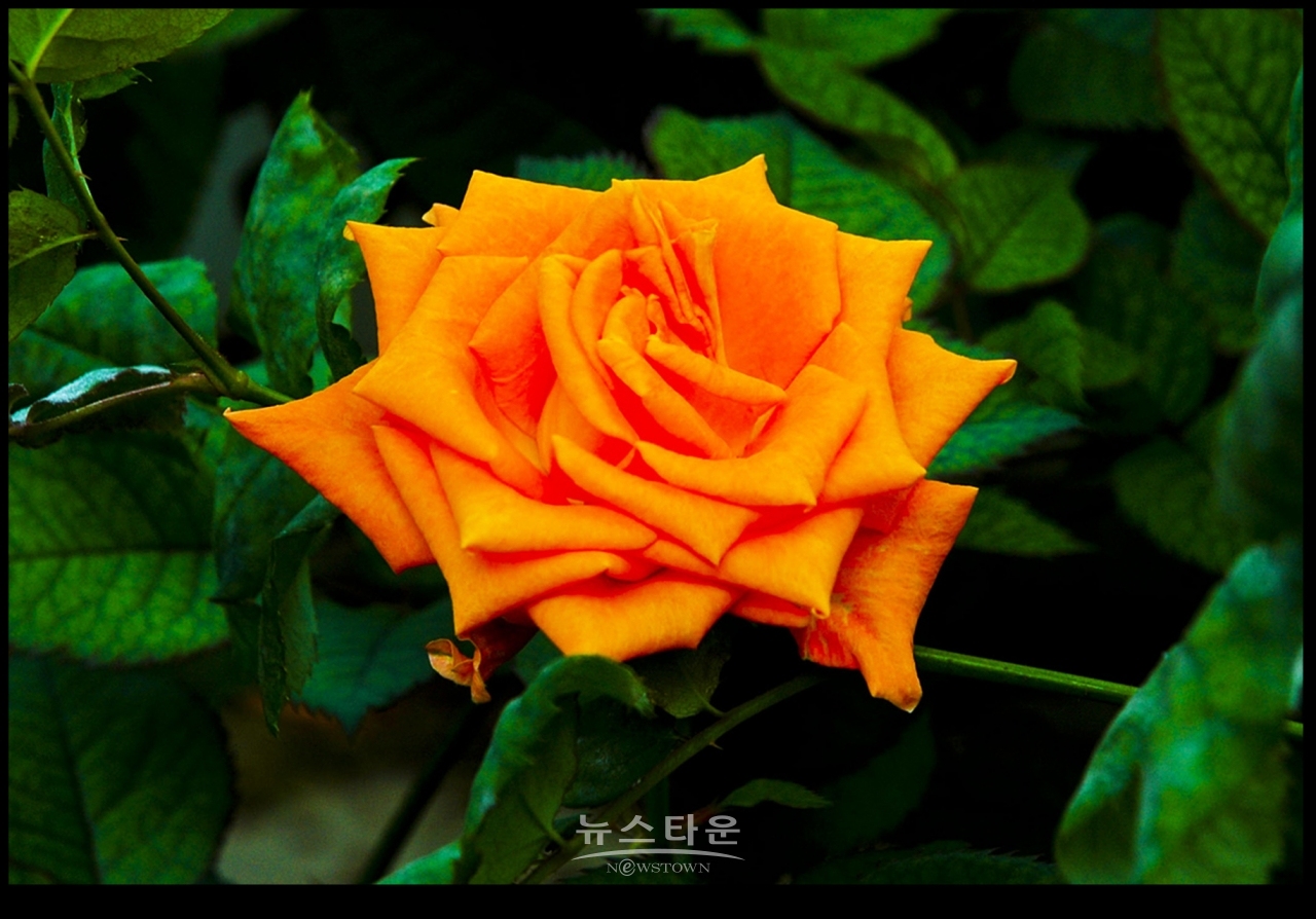 아름다운 여름장미