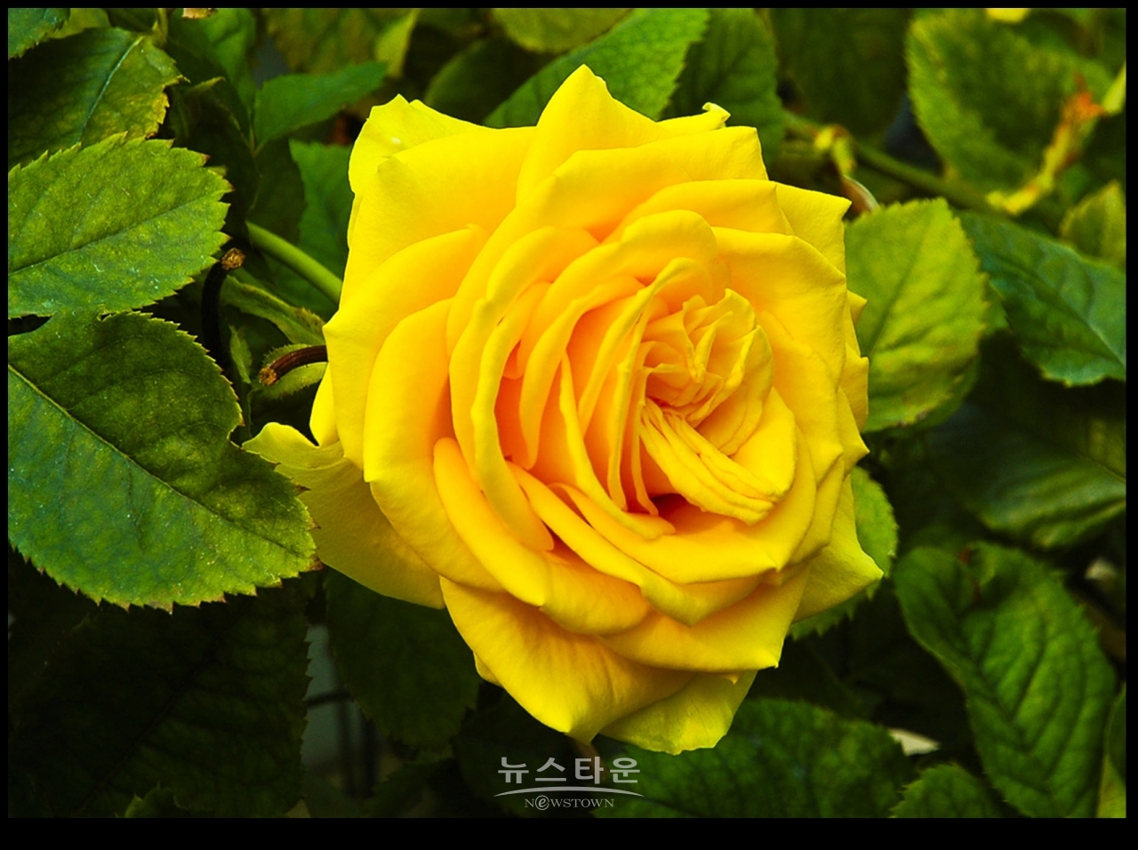 아름다운 여름장미