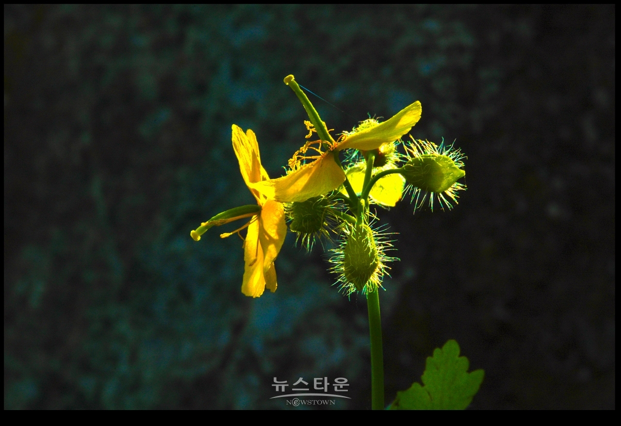 싱그러운 애기똥풀
