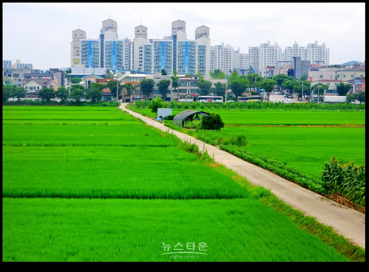 초록빛 바다, 門前沃畓 (문전옥답) , 都農마을