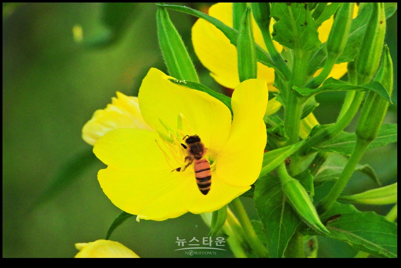 달맞이꽃과 여름