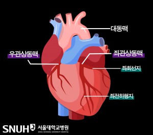 관상동맥 구조