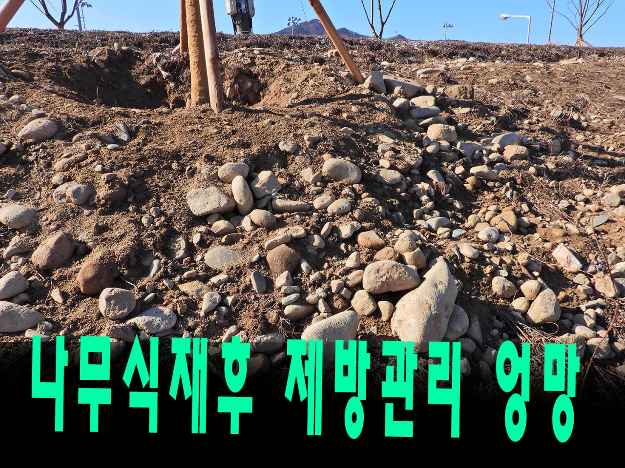 벚나무를 심은후 3개월뒤 제방이 파헤쳐진 사진
