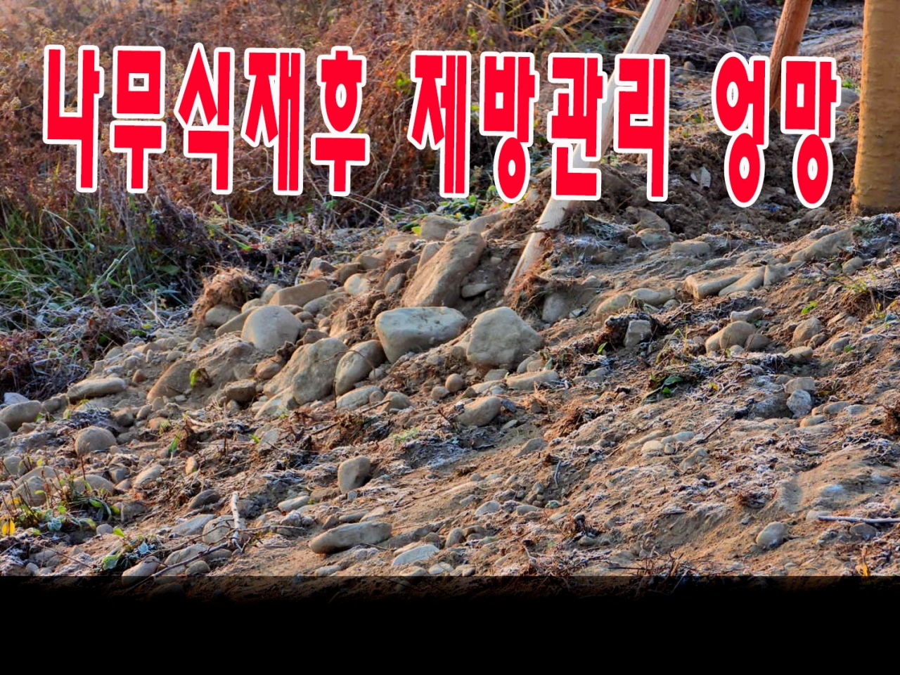 벚나무를 심은후 3개월뒤 제방이 파헤쳐진 사진