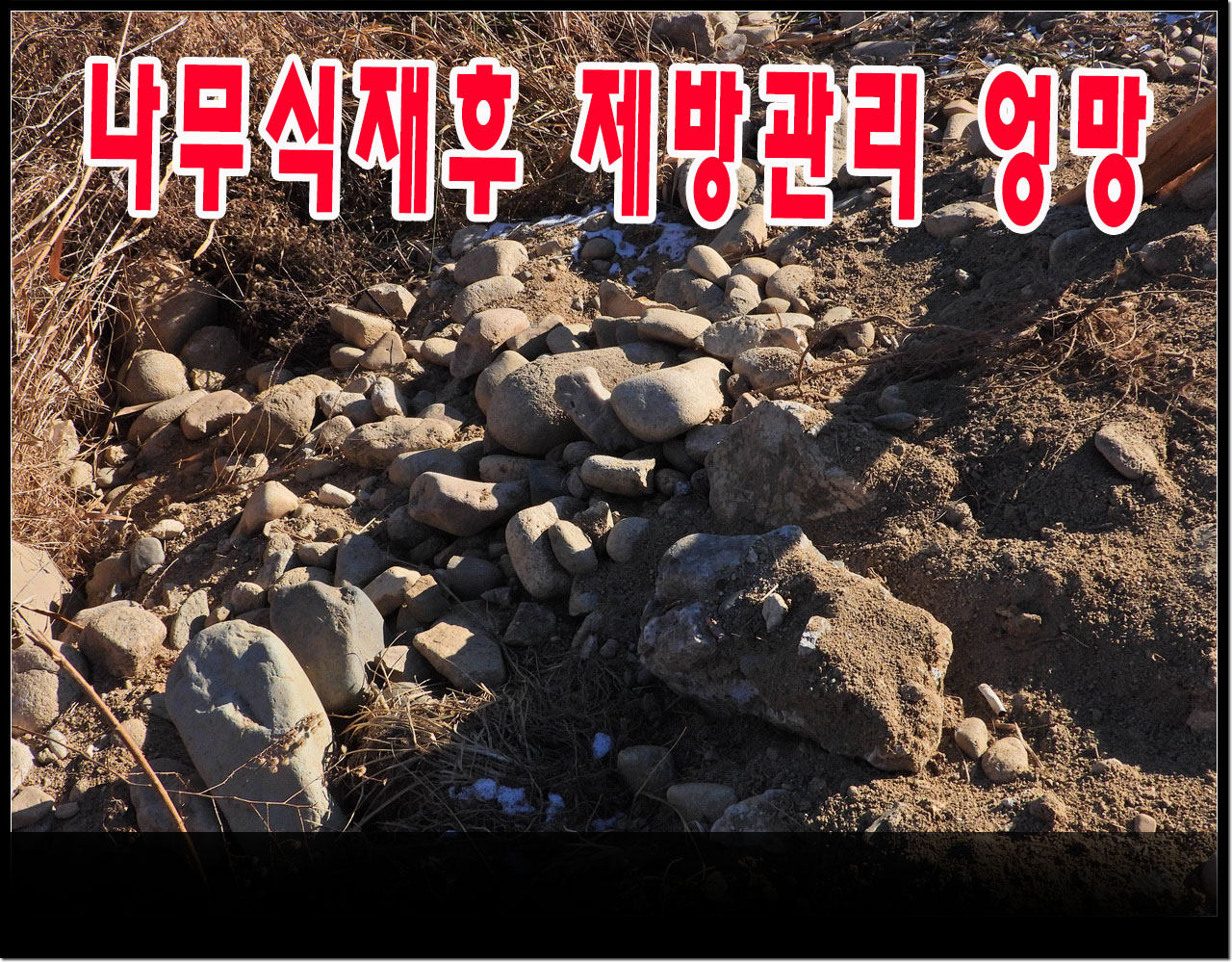 벚나무를 심은후 3개월뒤 제방이 파헤쳐진 사진