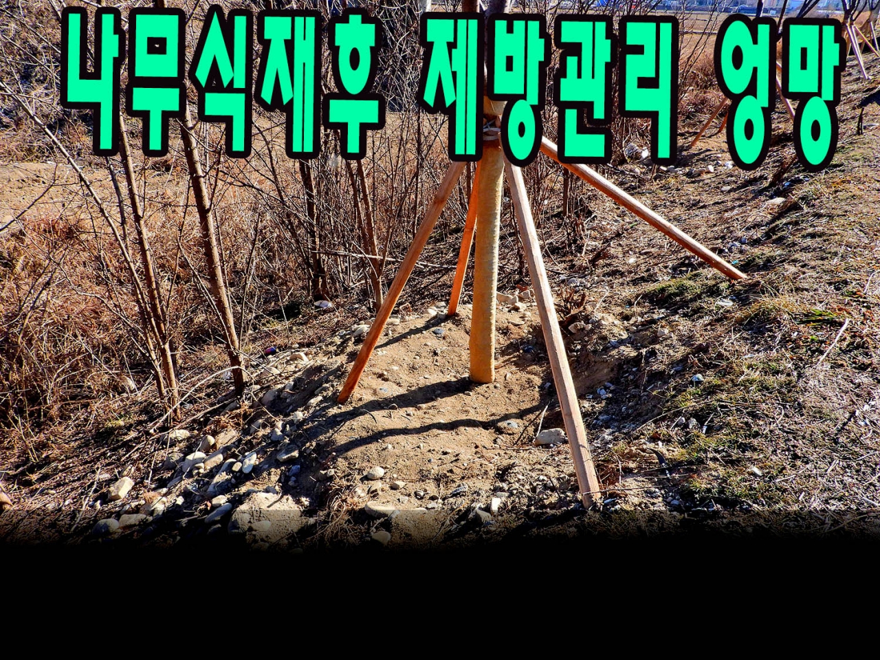 벚나무를 심은후 3개월뒤 제방이 파헤쳐진 사진