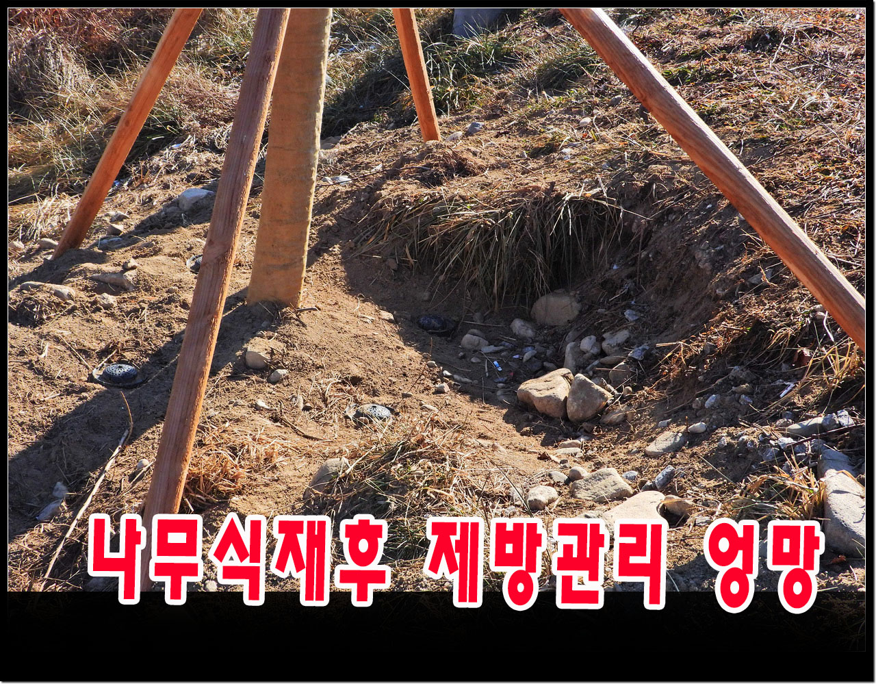 벚나무를 심은후 3개월뒤 제방이 파헤쳐진 사진