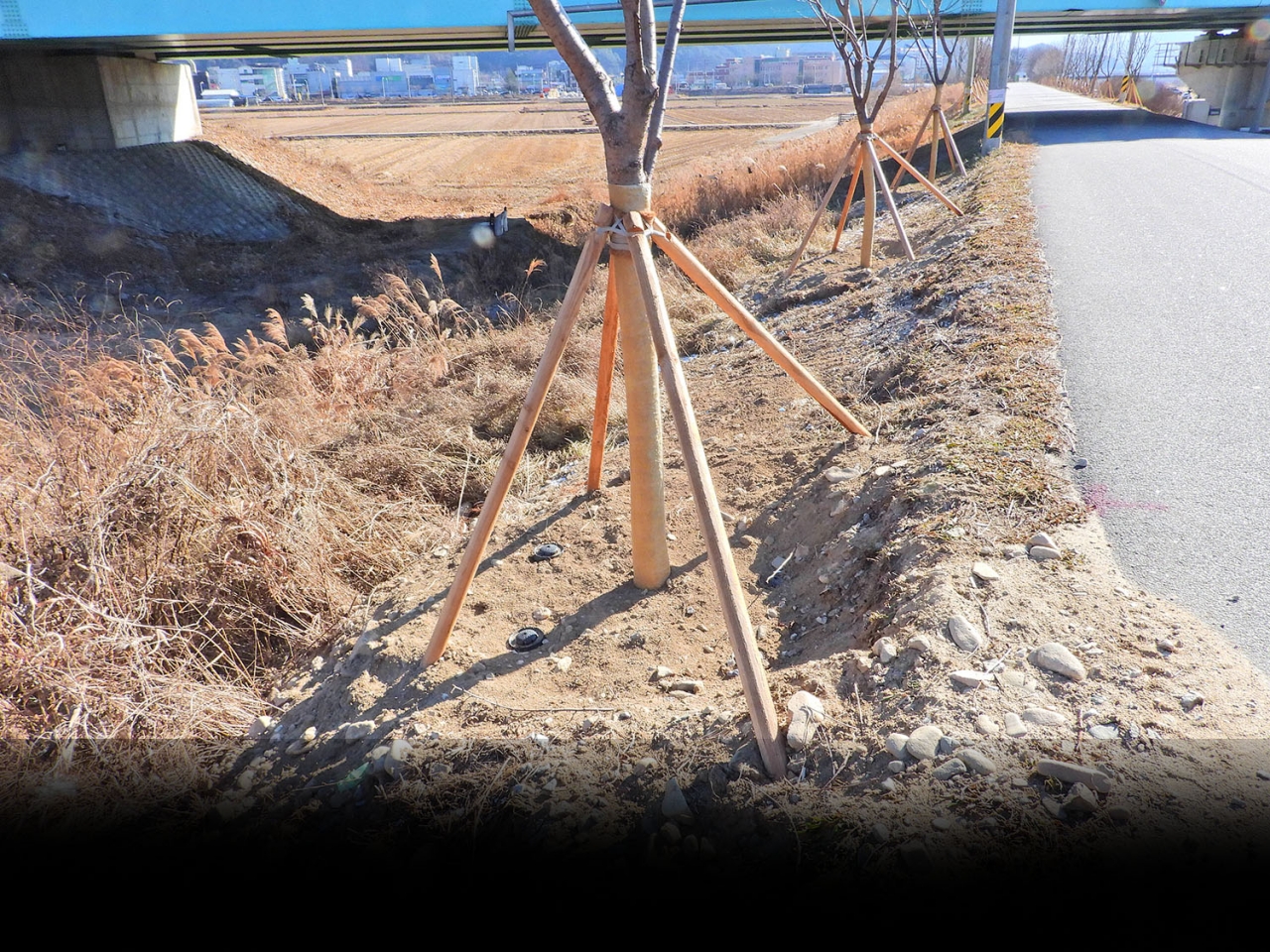 벚나무를 심은후 3개월뒤 제방이 파헤쳐진 사진