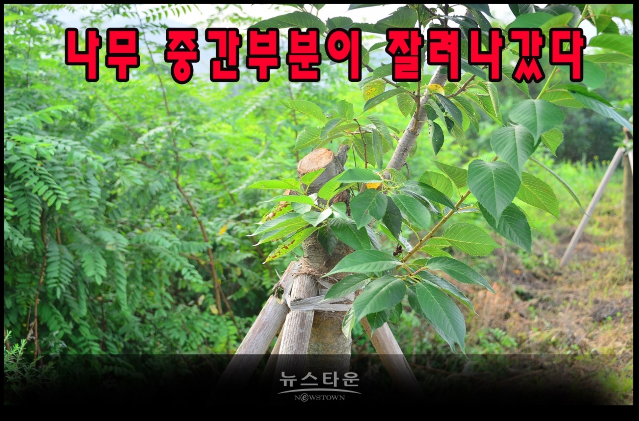 지난7월과 최근에 벚나무의 중간부분을 싹뚝 잘라버렸다. 그 이유는 나무들이 고사하기 시작하자 나무를 살리려는 의도가 아닌가 생각이 든다