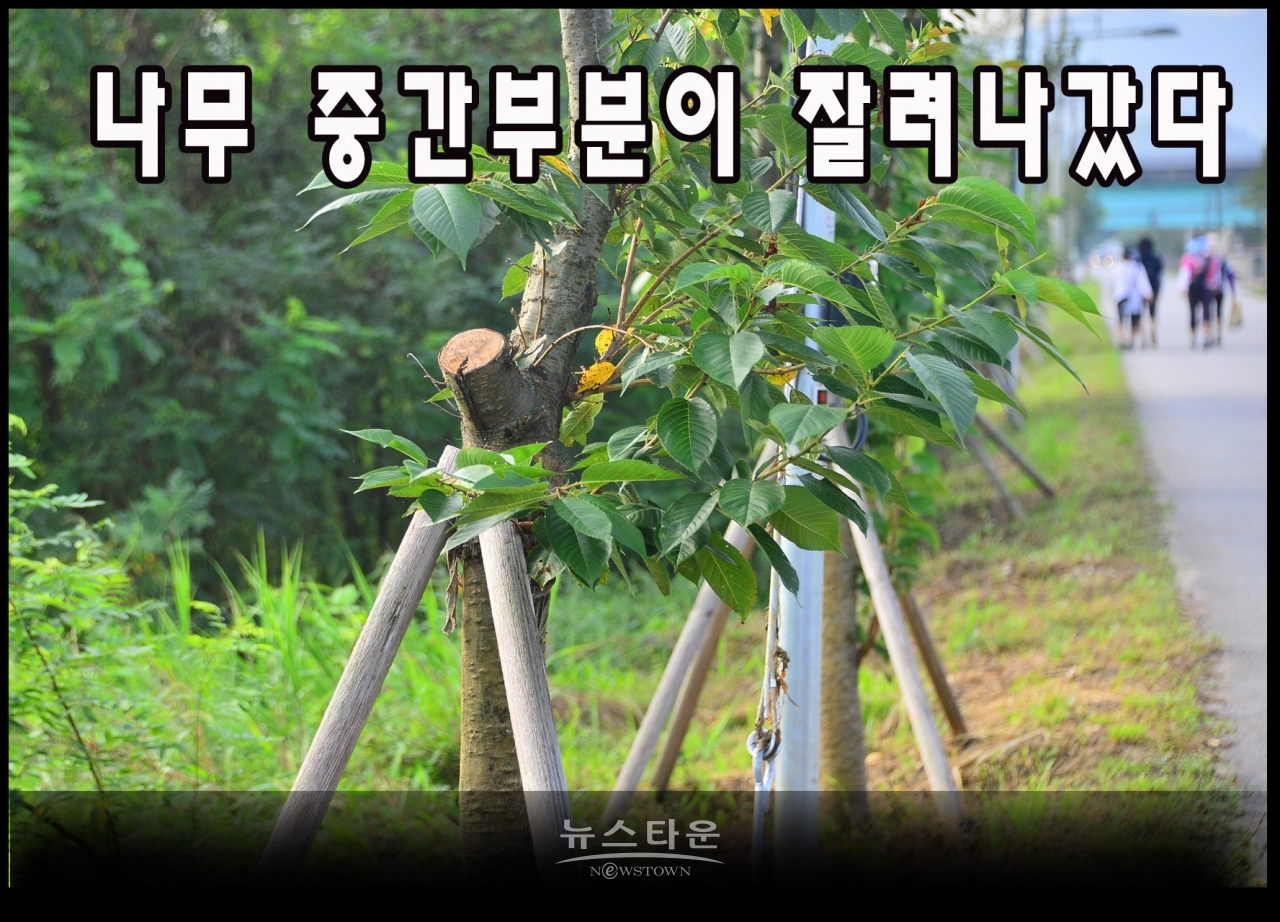 지난7월과 최근에 벚나무의 중간부분을 싹뚝 잘라버렸다. 그 이유는 나무들이 고사하기 시작하자 나무를 살리려는 의도가 아닌가 생각이 든다