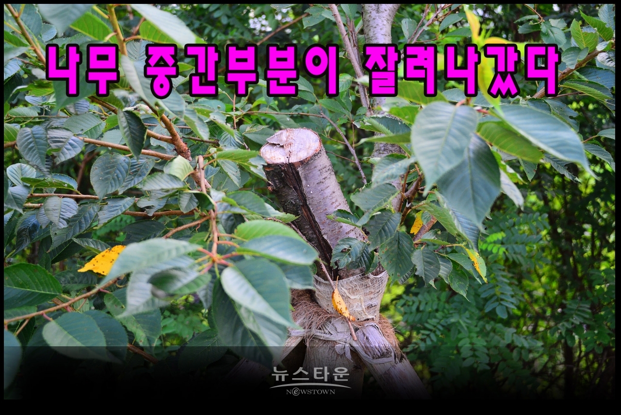 지난7월과 최근에 벚나무의 중간부분을 싹뚝 잘라버렸다. 그 이유는 나무들이 고사하기 시작하자 나무를 살리려는 의도가 아닌가 생각이 든다
