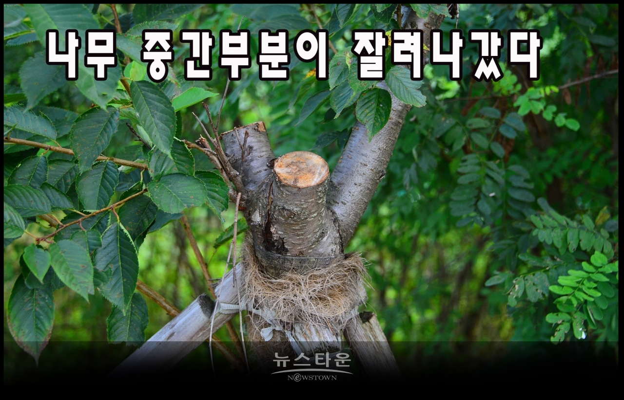 지난7월과 최근에 벚나무의 중간부분을 싹뚝 잘라버렸다. 그 이유는 나무들이 고사하기 시작하자 나무를 살리려는 의도가 아닌가 생각이 든다