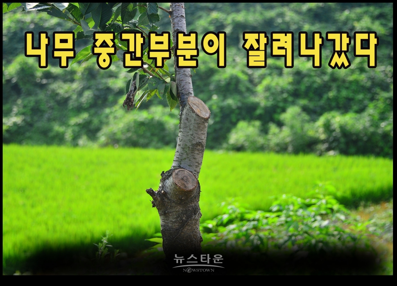 지난7월과 최근에 벚나무의 중간부분을 싹뚝 잘라버렸다. 그 이유는 나무들이 고사하기 시작하자 나무를 살리려는 의도가 아닌가 생각이 든다
