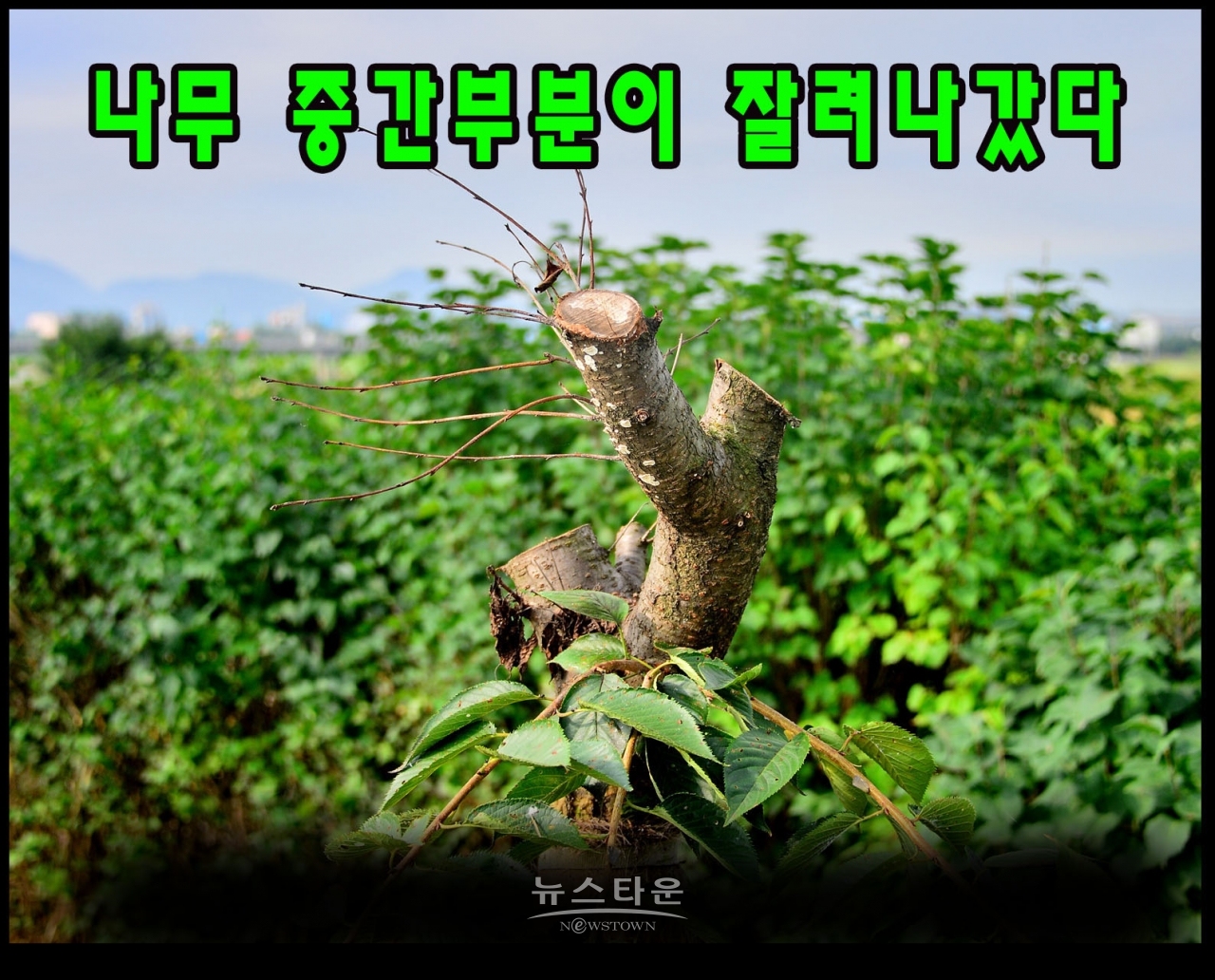 지난7월과 최근에 벚나무의 중간부분을 싹뚝 잘라버렸다. 그 이유는 나무들이 고사하기 시작하자 나무를 살리려는 의도가 아닌가 생각이 든다