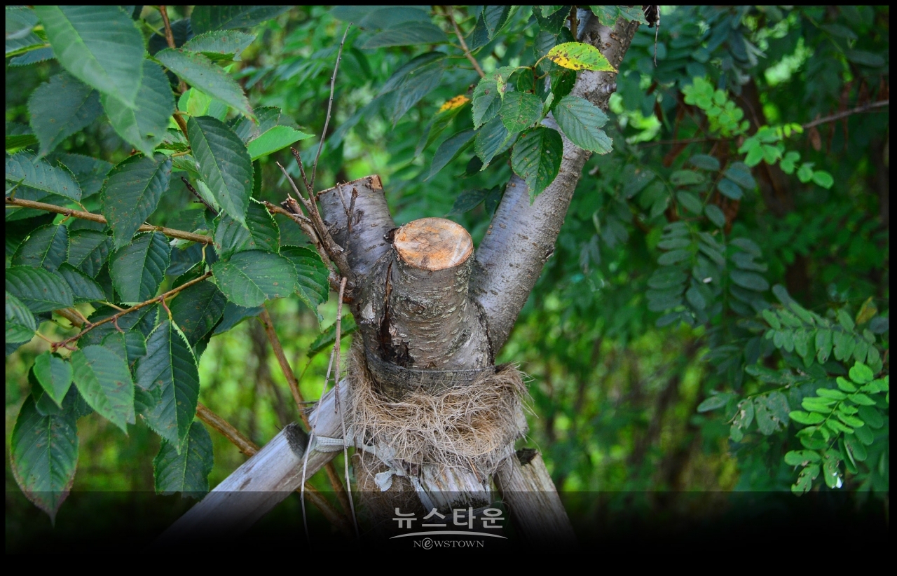 지난7월과 최근에 벚나무의 중간부분을 싹뚝 잘라버렸다. 그 이유는 나무들이 고사하기 시작하자 나무를 살리려는 의도가 아닌가 생각이 든다