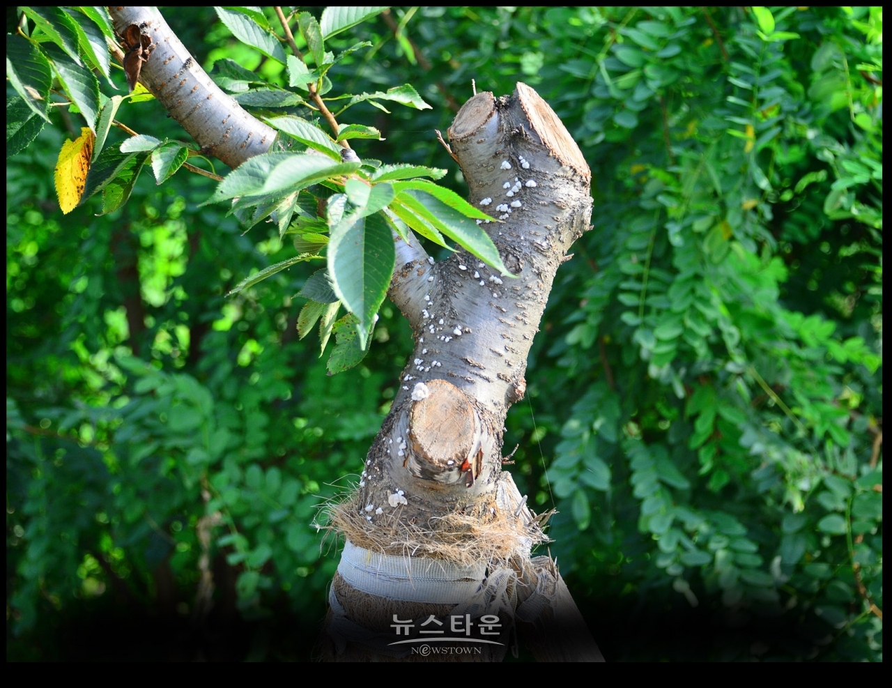 지난7월과 최근에 벚나무의 중간부분을 싹뚝 잘라버렸다. 그 이유는 나무들이 고사하기 시작하자 나무를 살리려는 의도가 아닌가 생각이 든다