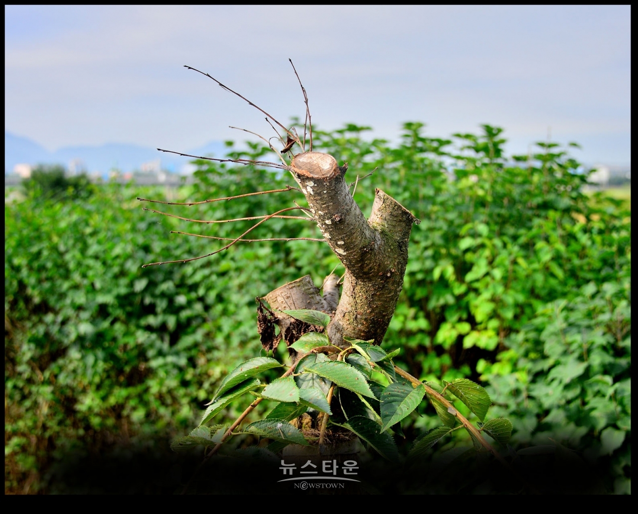 지난7월과 최근에 벚나무의 중간부분을 싹뚝 잘라버렸다. 그 이유는 나무들이 고사하기 시작하자 나무를 살리려는 의도가 아닌가 생각이 든다