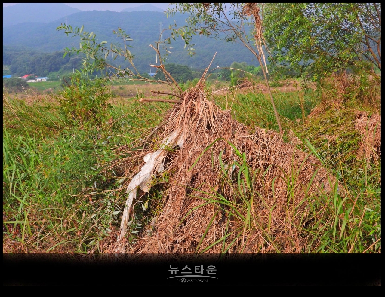 원주섬강 장마가 지나간 후 장면