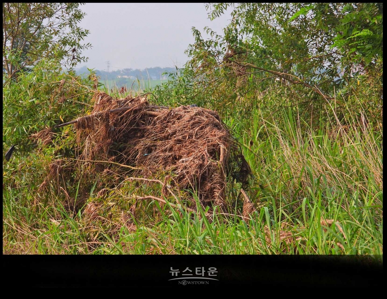 원주섬강 장마가 지나간 후 장면
