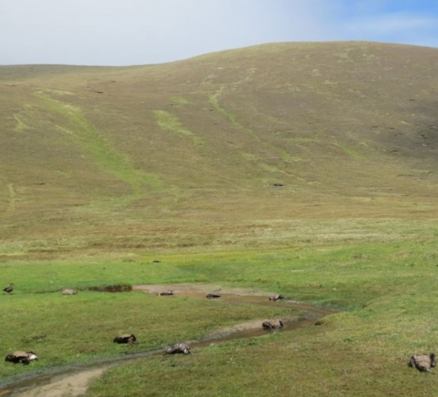 사진 : Foula Heritage
