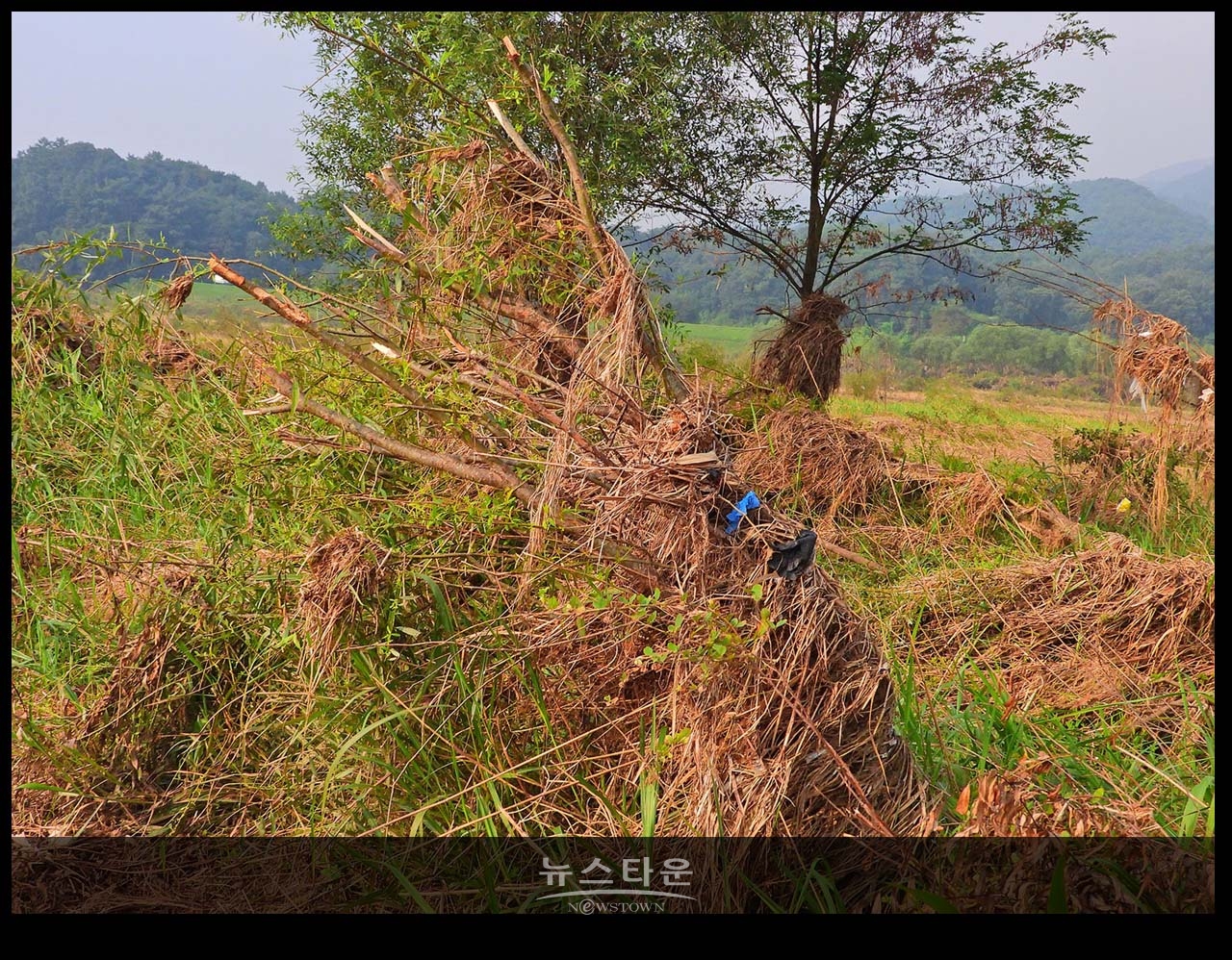 문막섬강 고수부지에 널부러진 장마잔해들