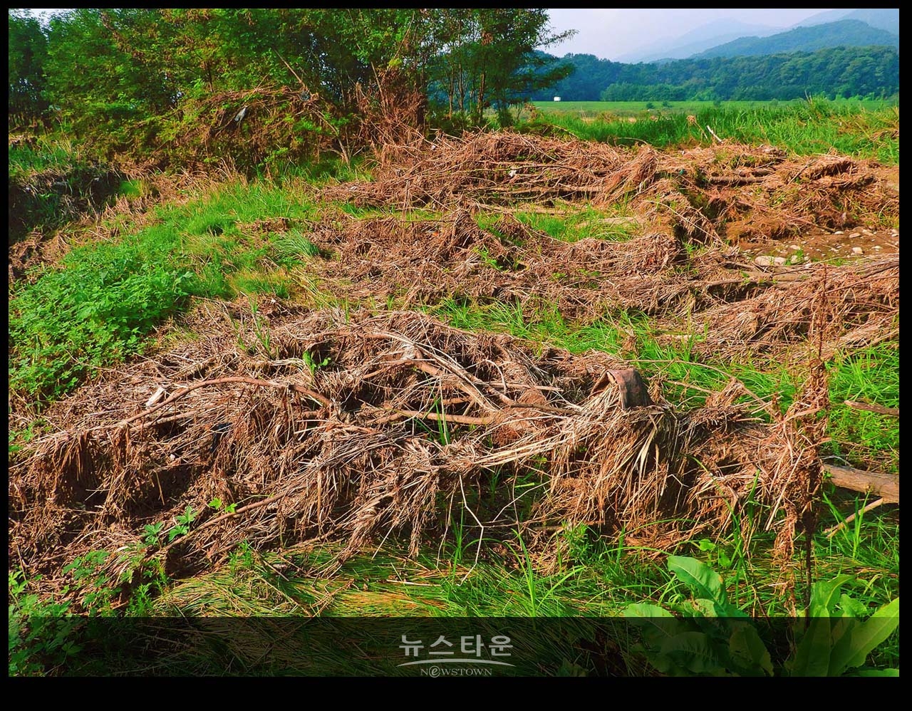 문막섬강 고수부지에 널부러진 장마잔해들
