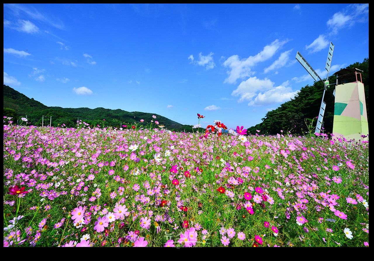 용수골 꽃중에 코스모스 꽃