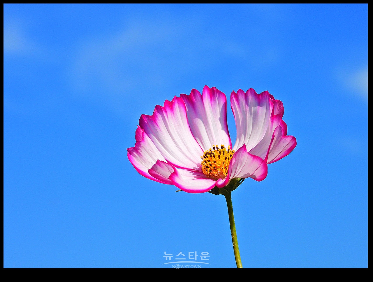 용수골 꽃중에 코스모스 꽃