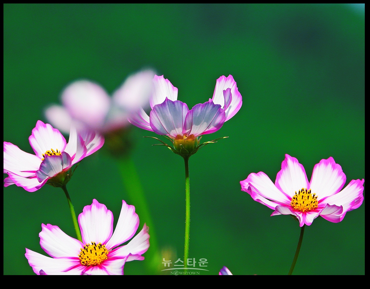 용수골 꽃중에 코스모스 꽃