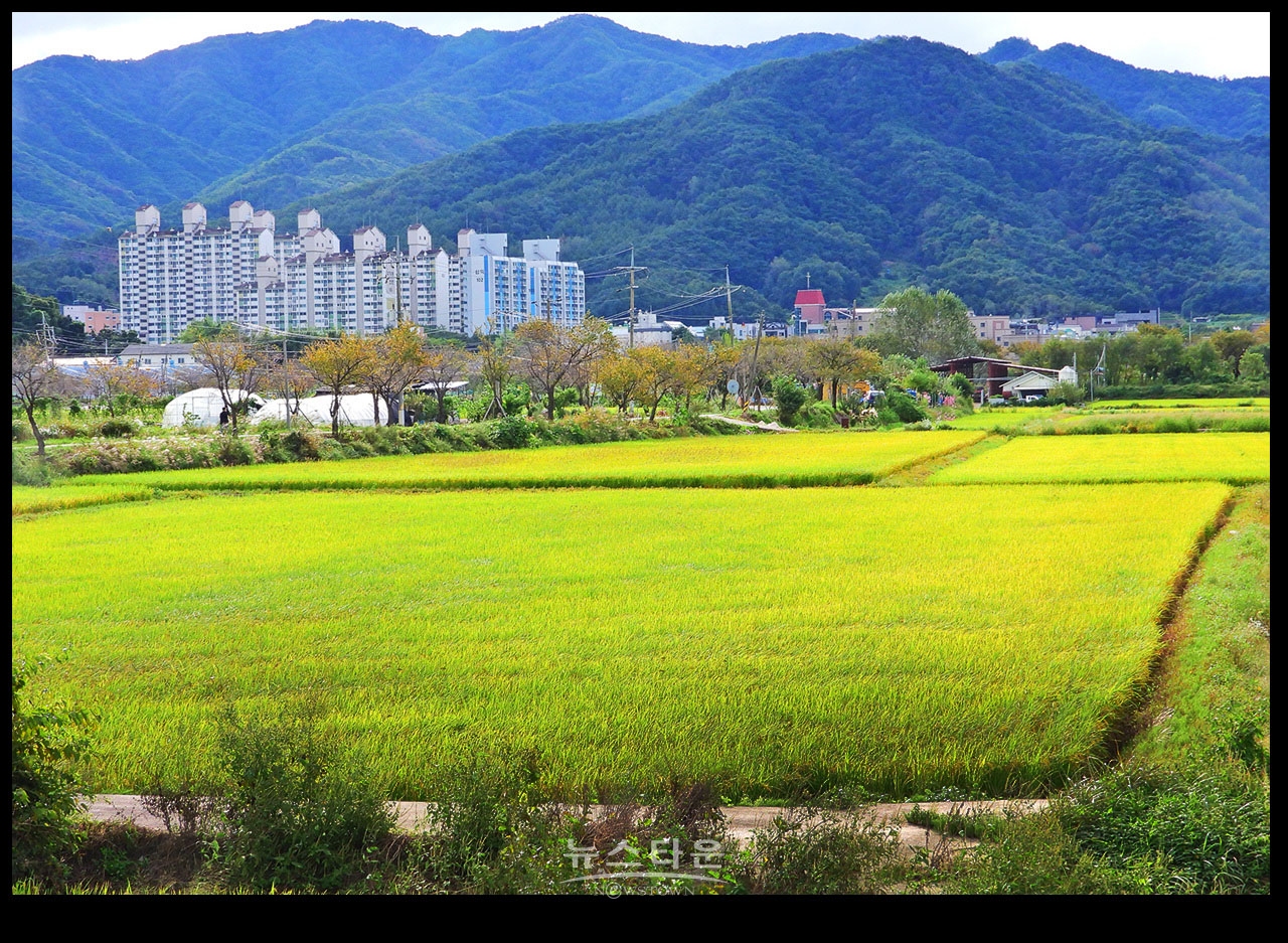 가을이 익는 사진
