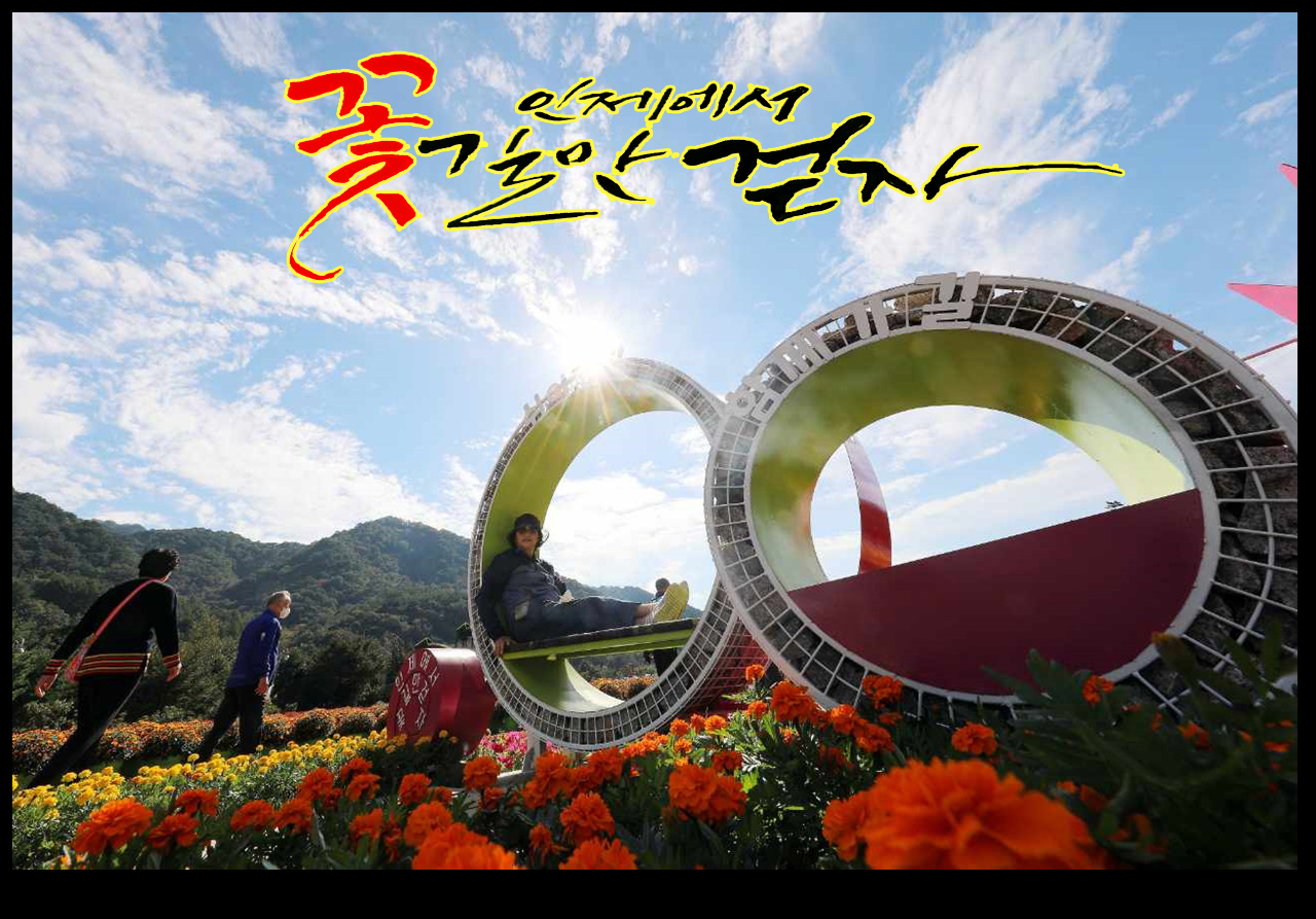 인제 가을 꽃축제 현장