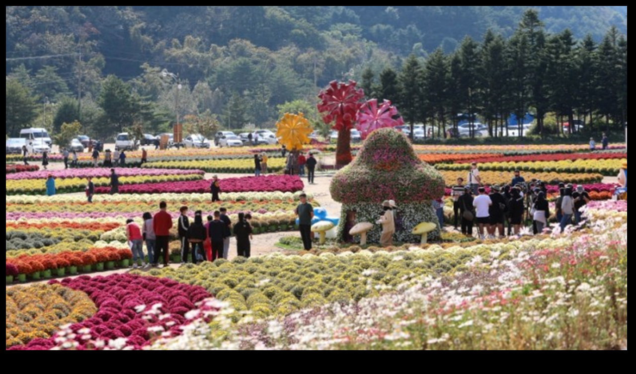 인제 가을 꽃축제 현장