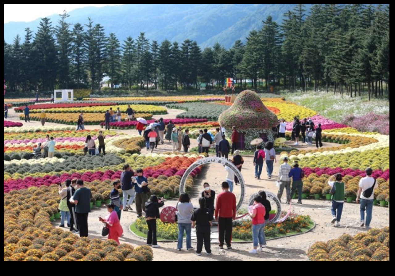 인제 가을 꽃축제 현장
