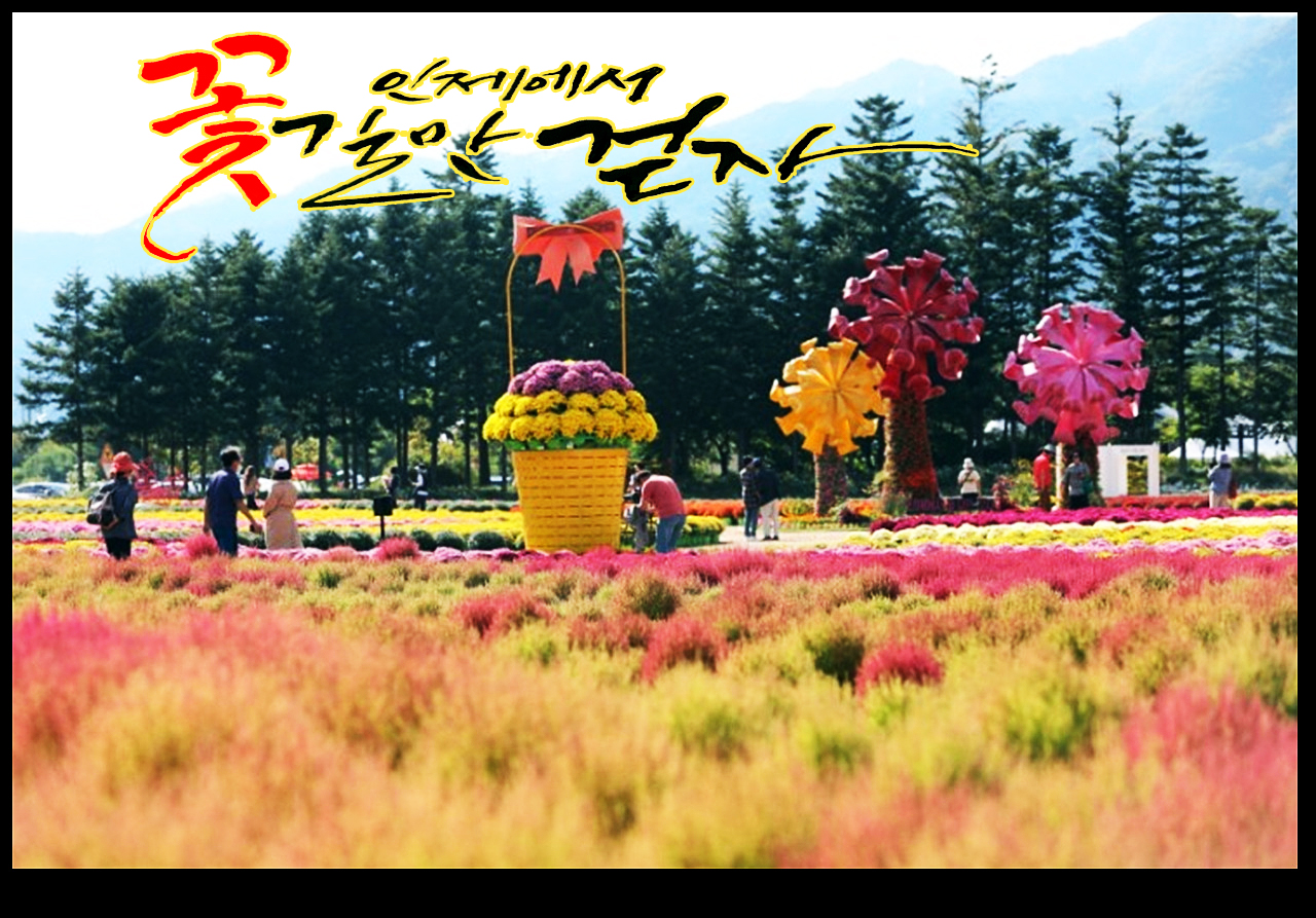 인제 가을 꽃축제 현장