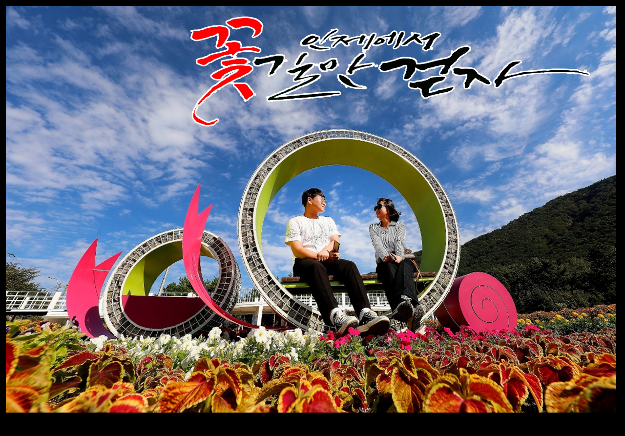 인제 가을 꽃축제 현장
