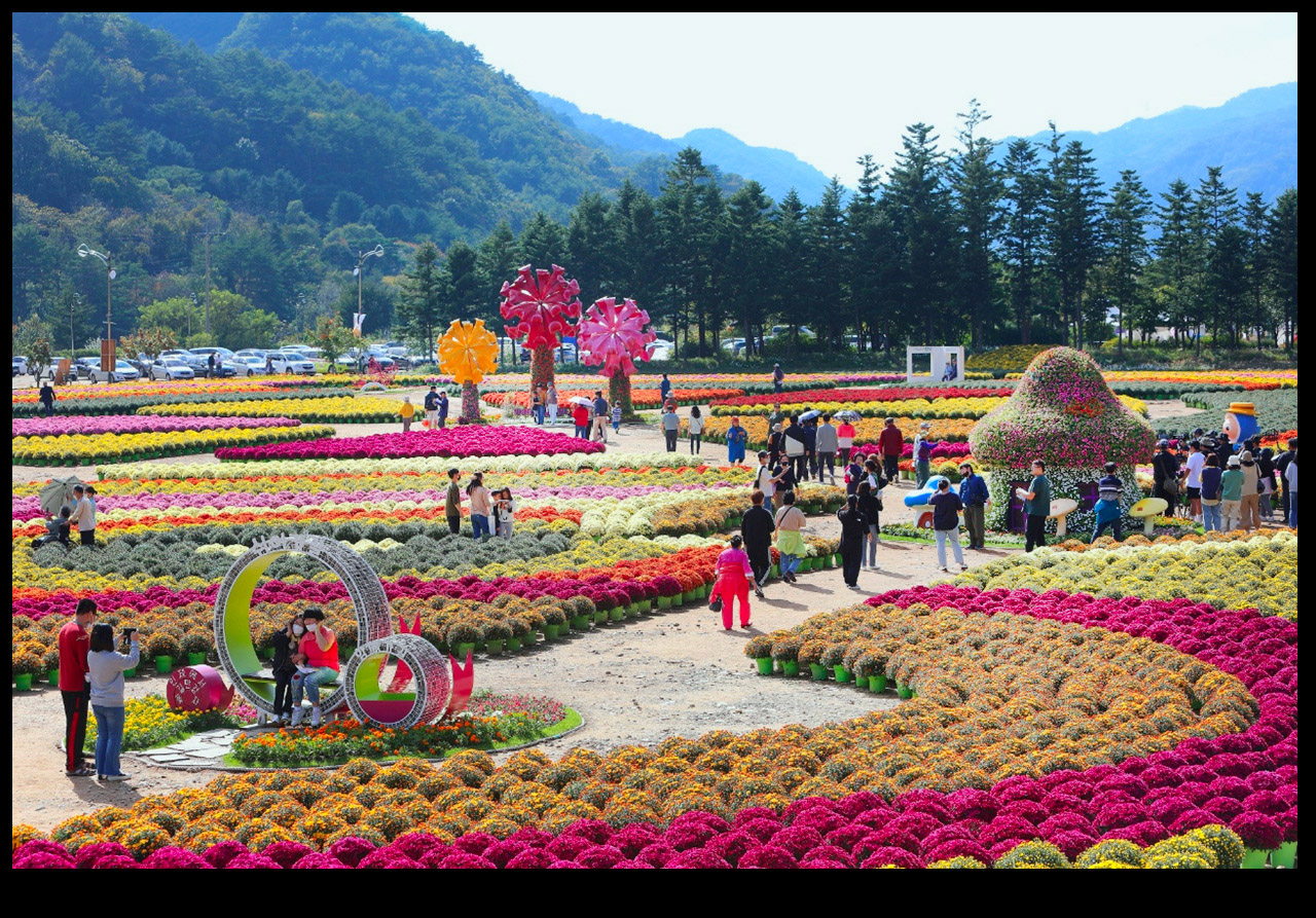 인제 가을 꽃축제 현장