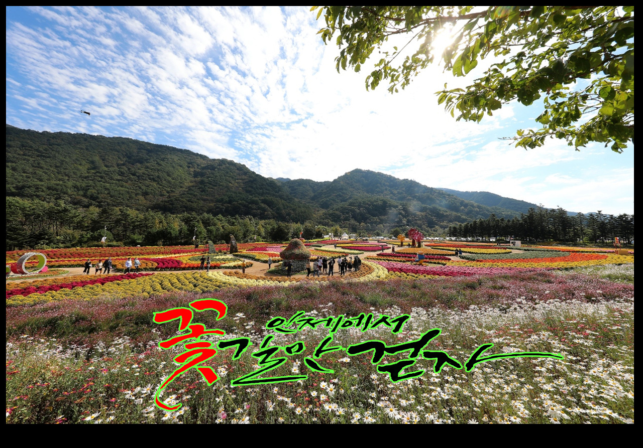 인제 가을 꽃축제 현장