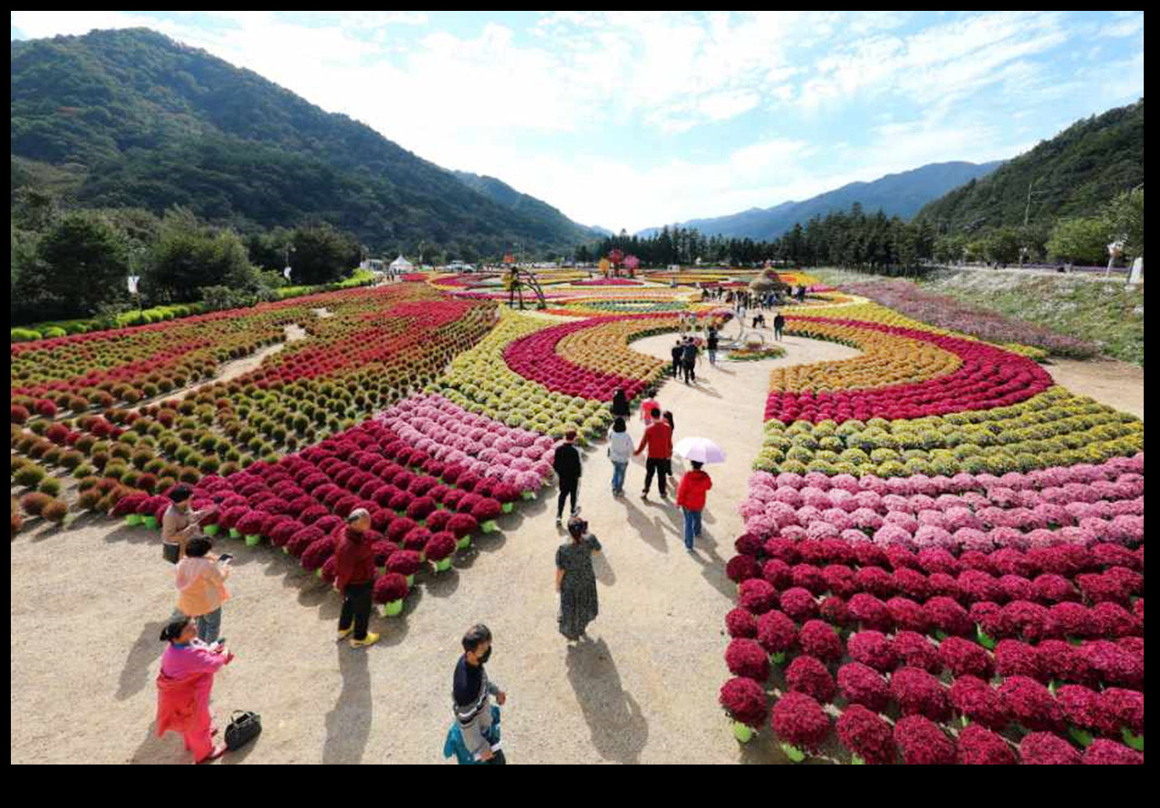 인제 가을 꽃축제 현장